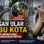 Hundreds of Venomous Snakes Invade Chinese City After Floods Devastate Reptile Breeding Center